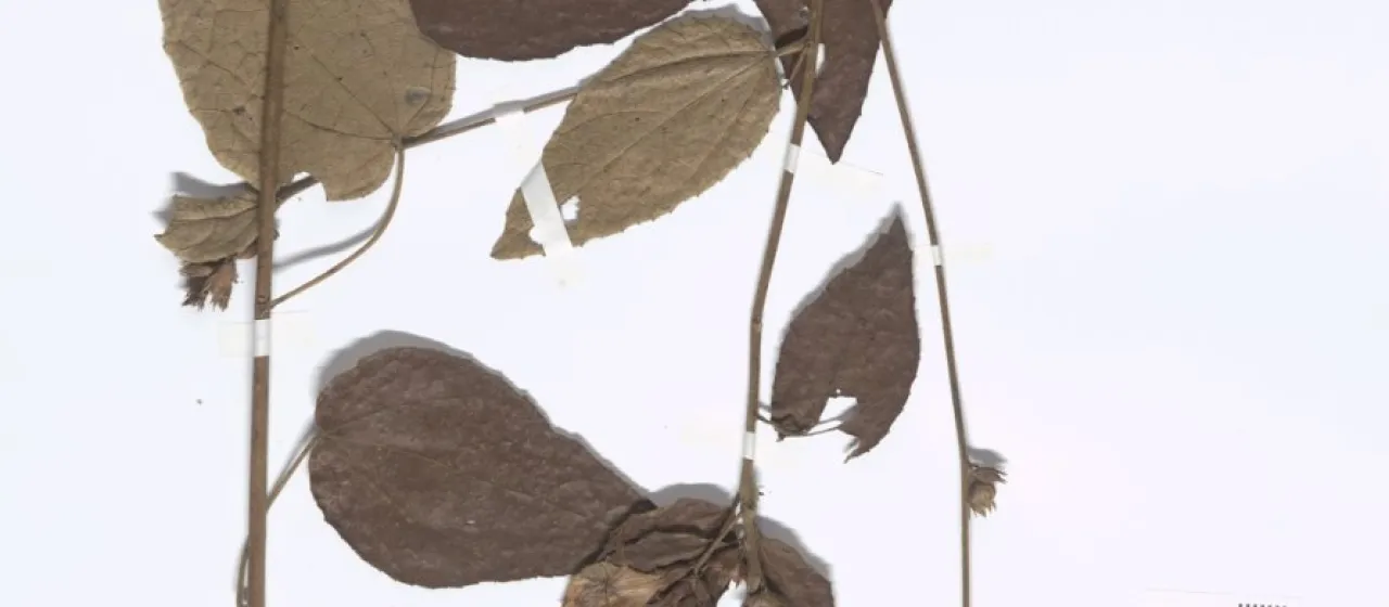 Pavonia repanda