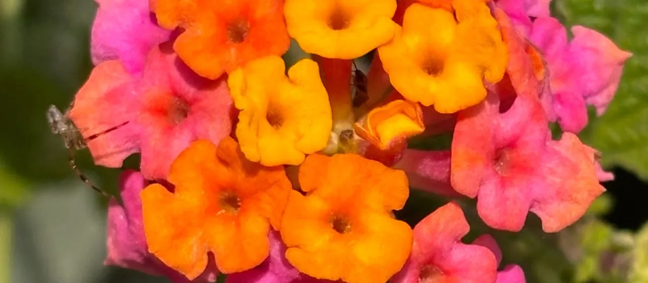 Lantana camara