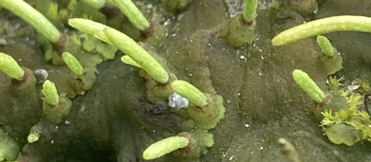 Leiosporoceros dussii