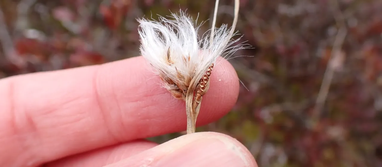 Tawny cottongrass