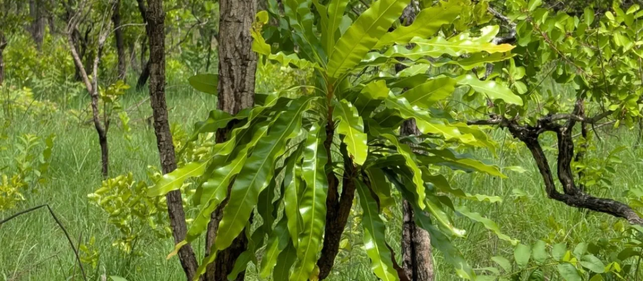 Lophira lanceolata
