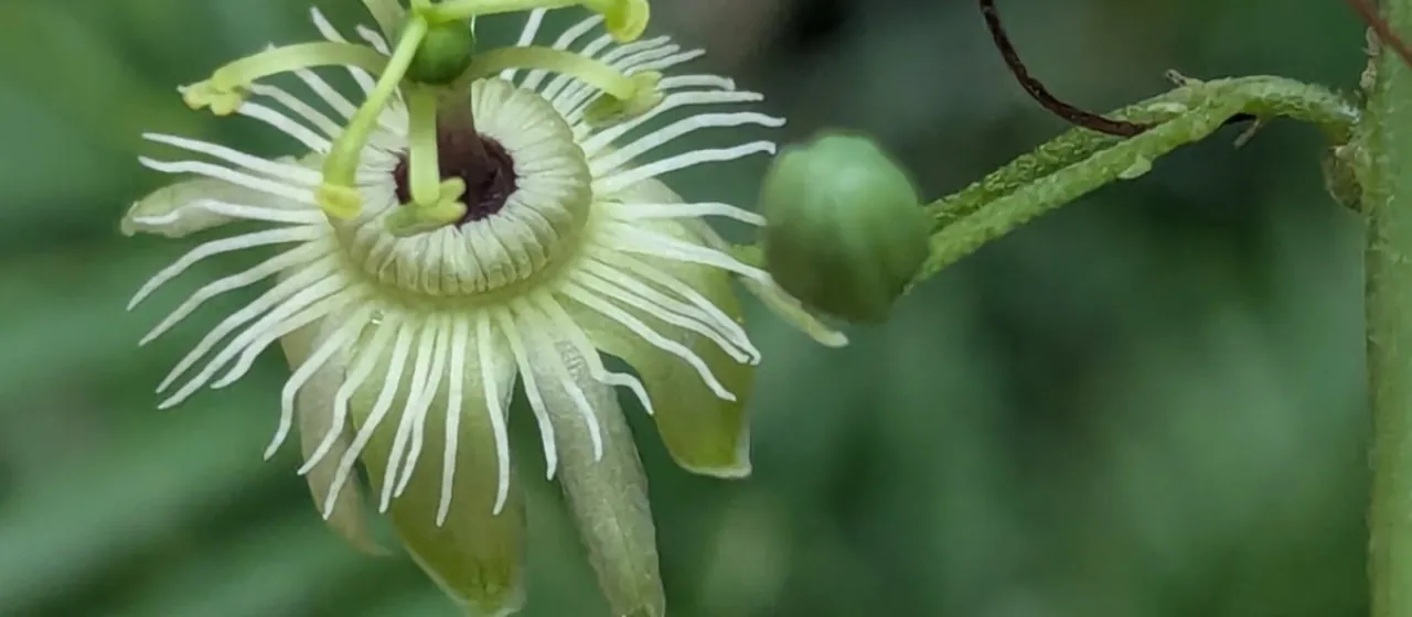 Passiflora napalensis