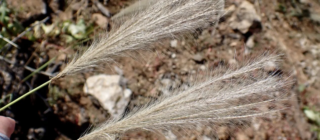 Leptochloa crinita