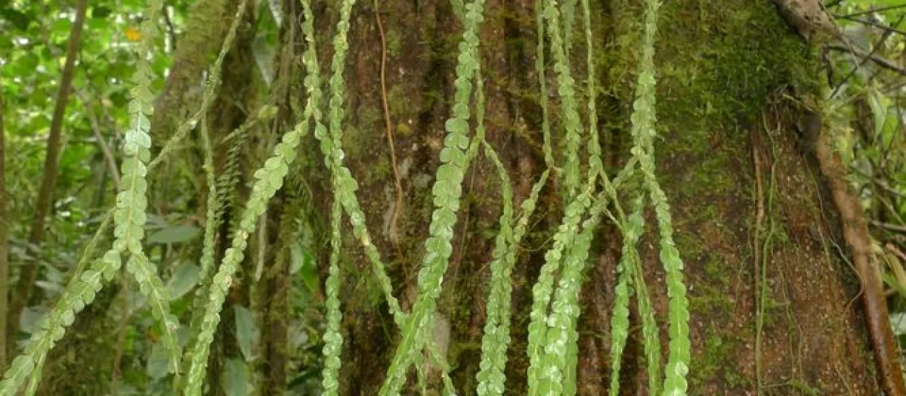 Huperzia nummulariifolia