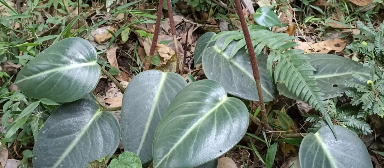 Peperomia maculosa