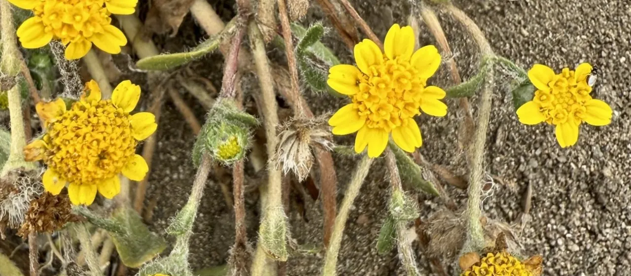 Lesser goldfields