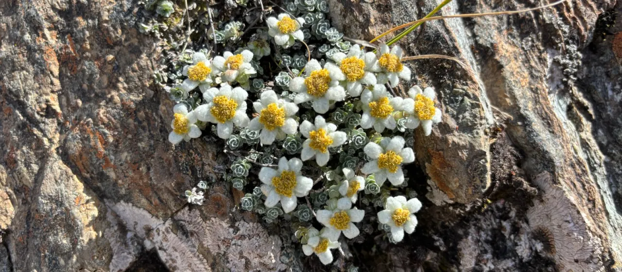 Leucogenes grandiceps
