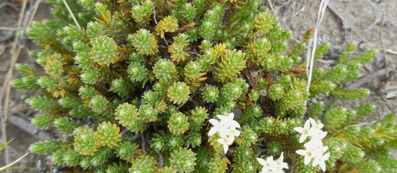 Kelleria laxa