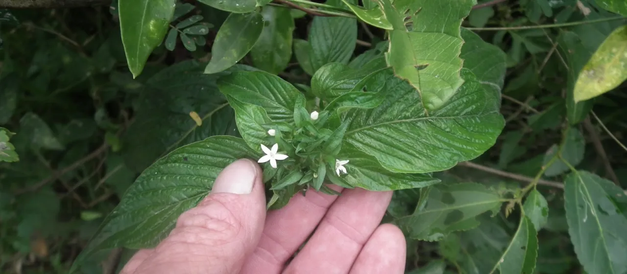 Pentas micrantha