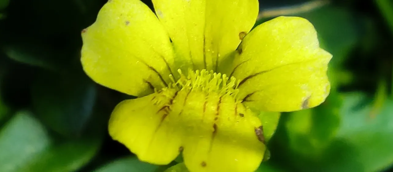 Mecardonia vandellioides