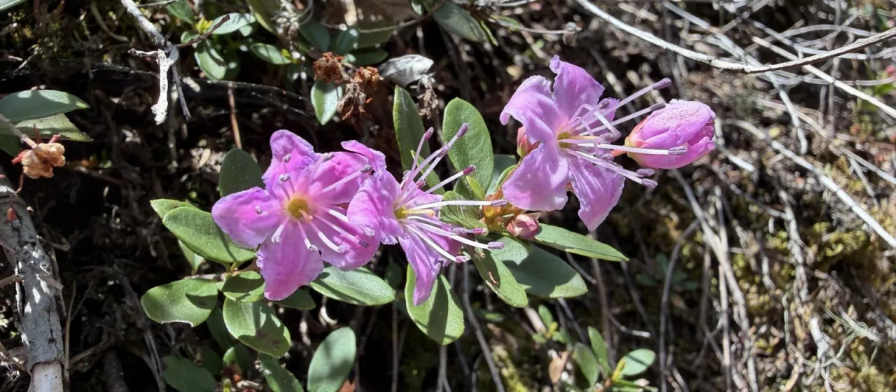 Kalmiopsis fragrans