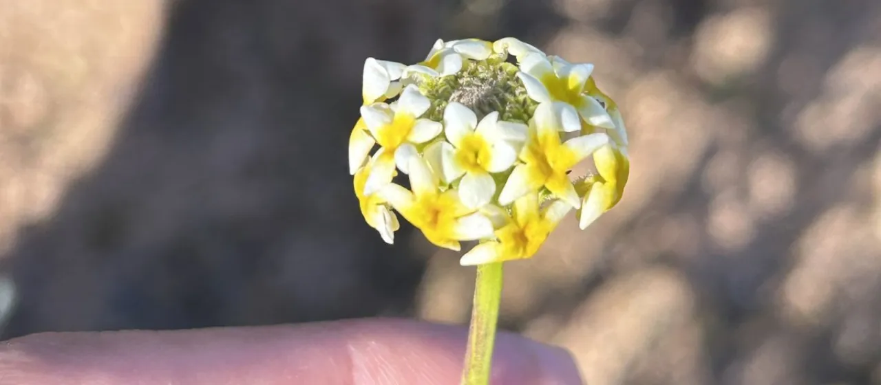 Manulea altissima