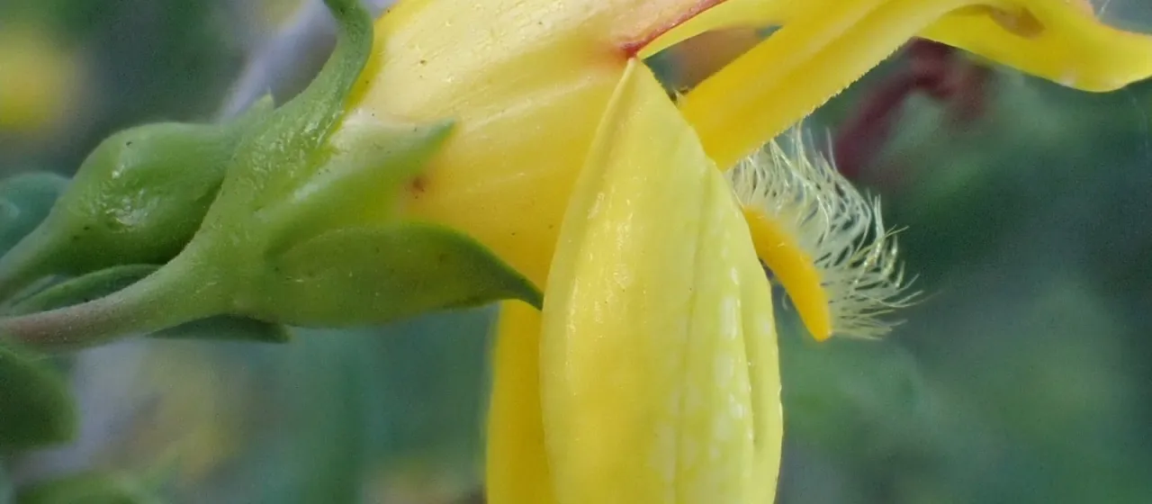 Keckiella antirrhinoides