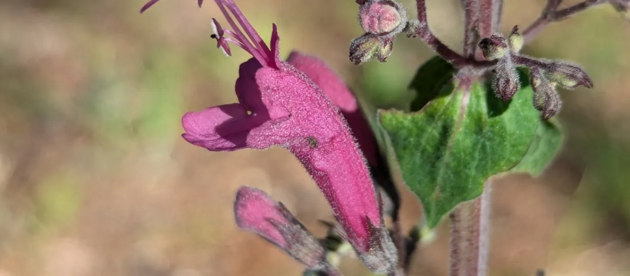 Lepechinia hastata