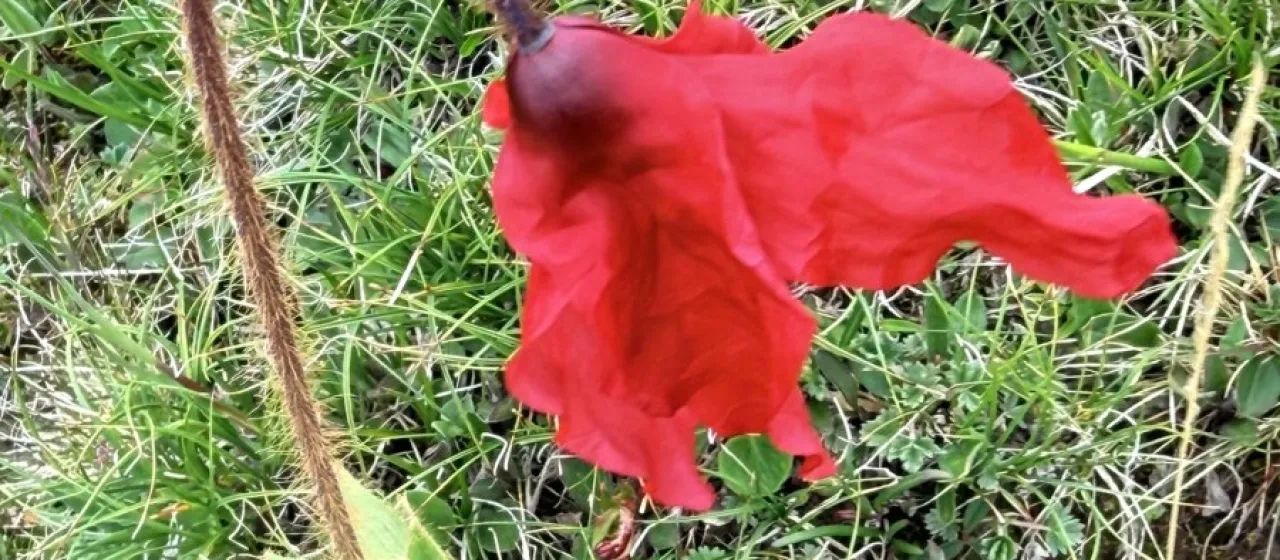 Meconopsis punicea