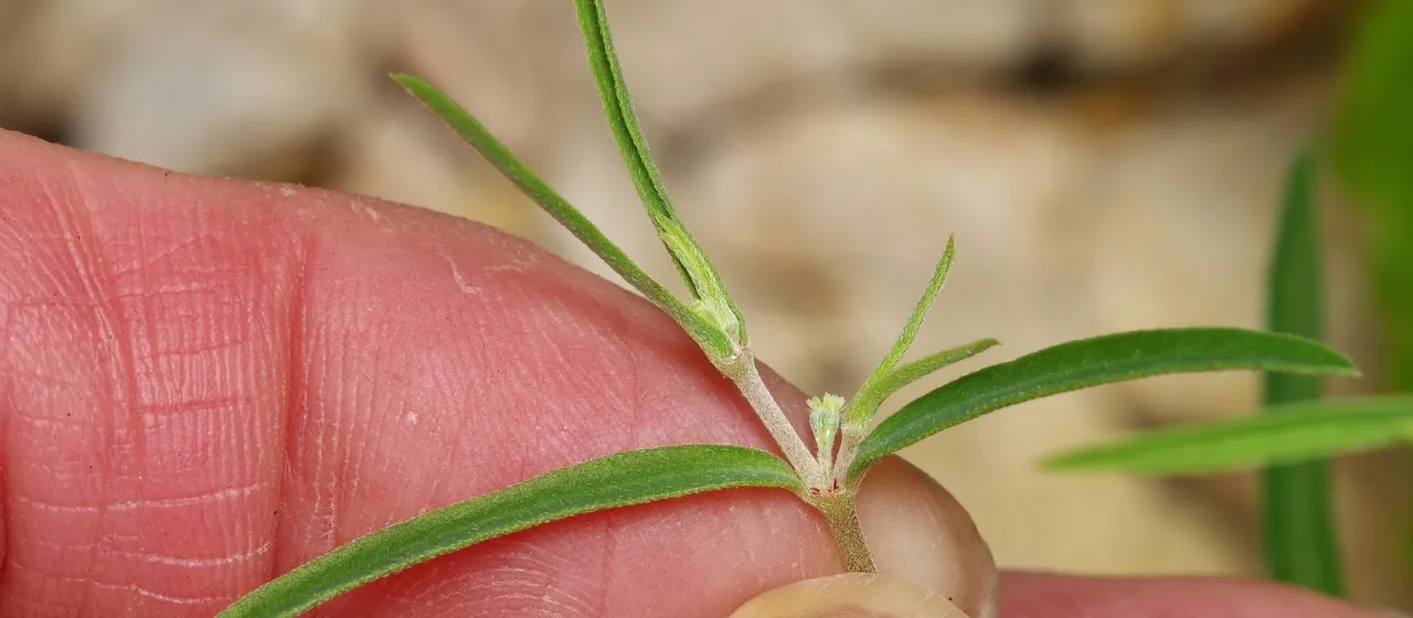 Euphorbia angusta
