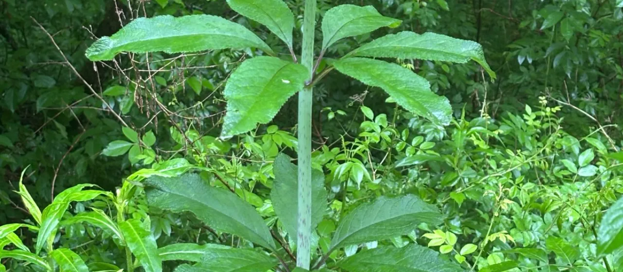 Eutrochium