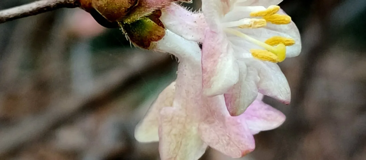 Elisa's honeysuckle