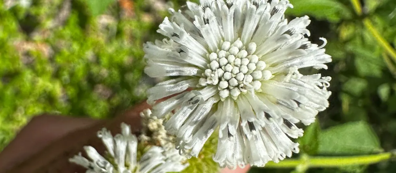 Snow squarestem