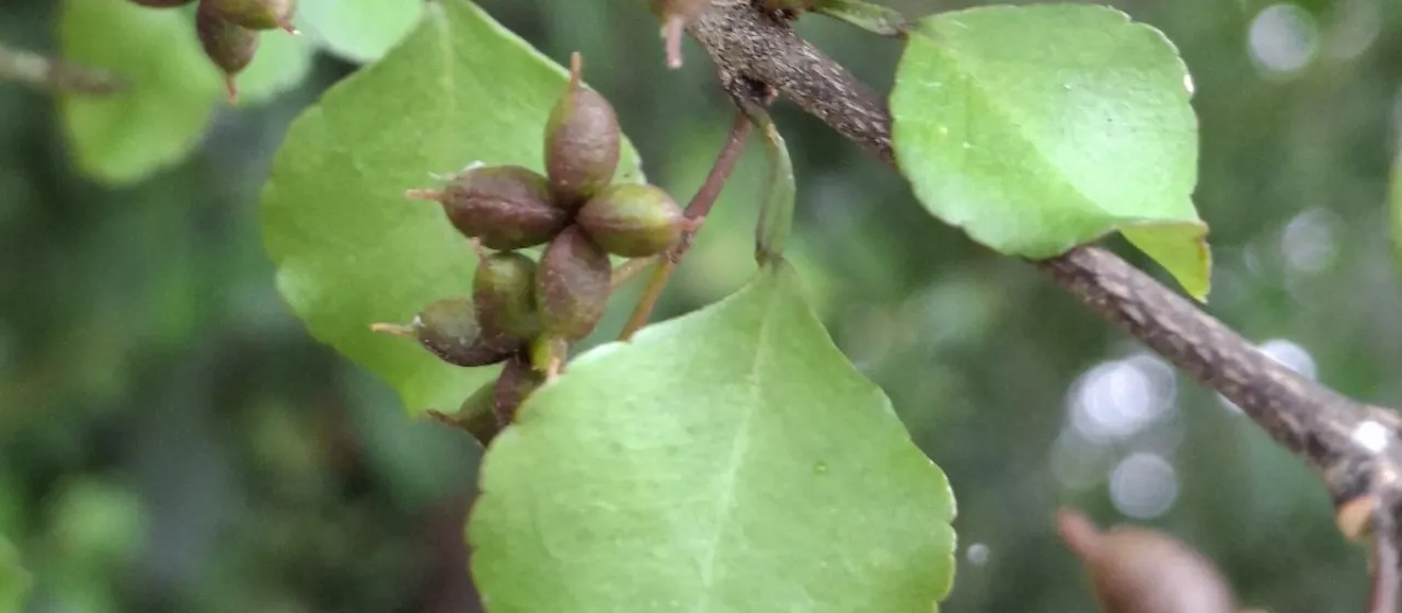 Melicope simplex