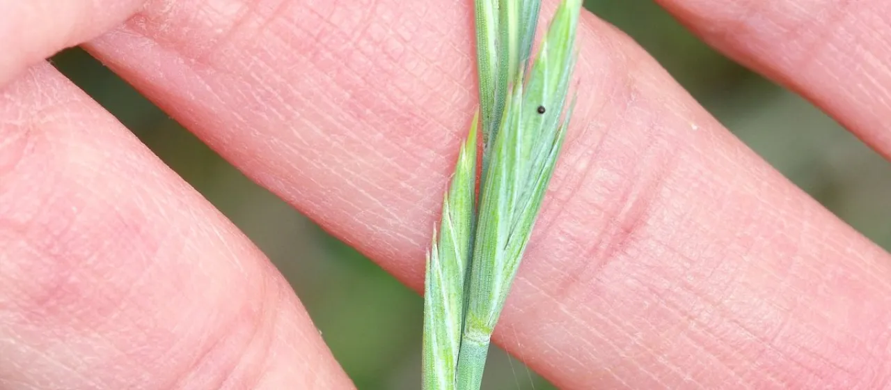 Western wheatgrass