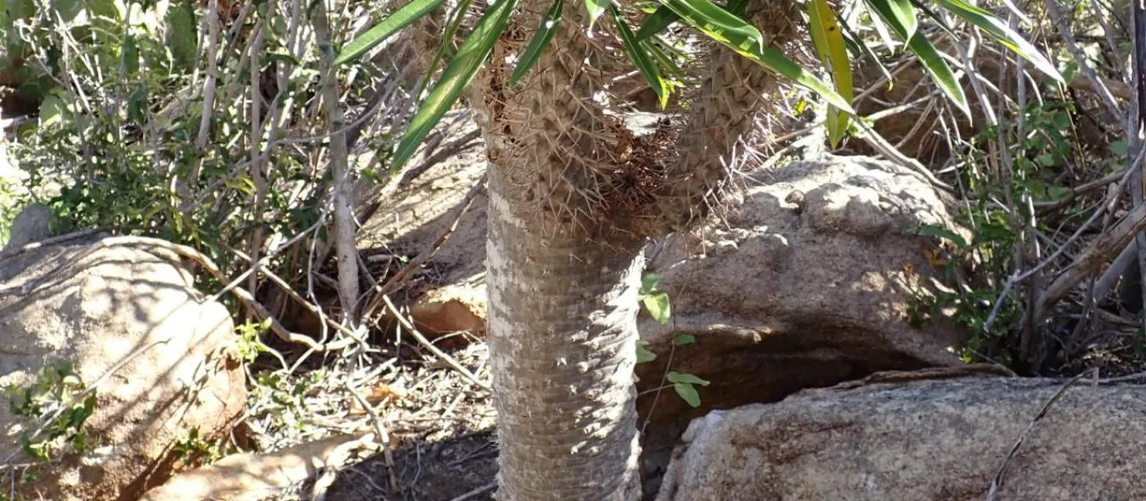 Madagascar Palm