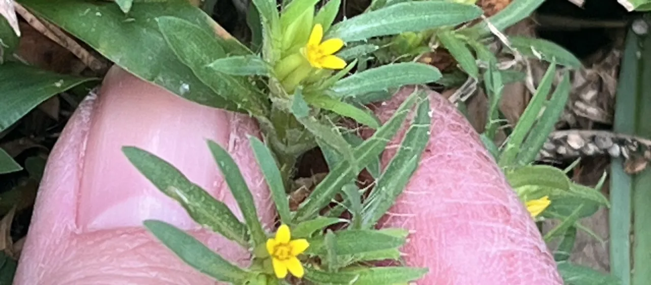 Pectis prostrata