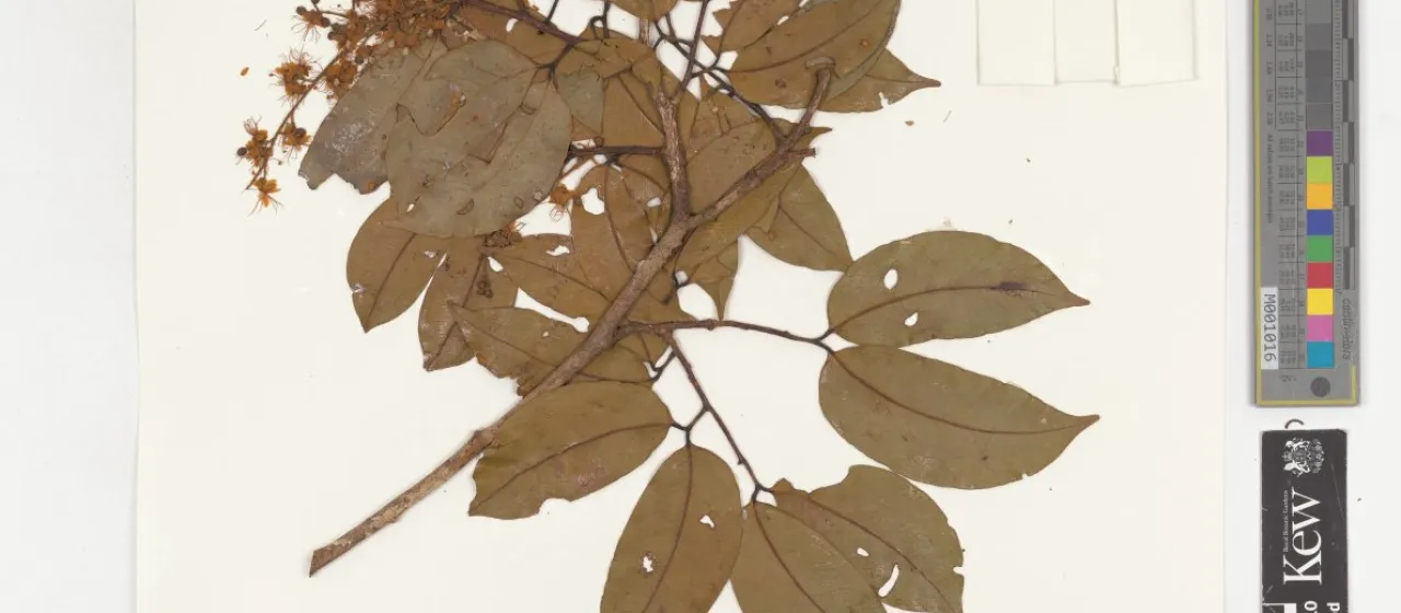 Peltogyne paniculata