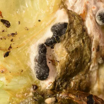 Sclerotinia rot