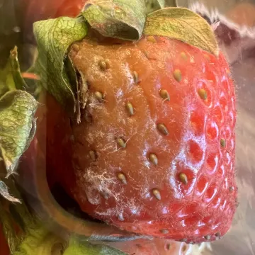 Серая гниль