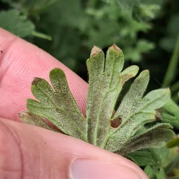 Downy mildew