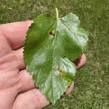 Cercospora leaf spot