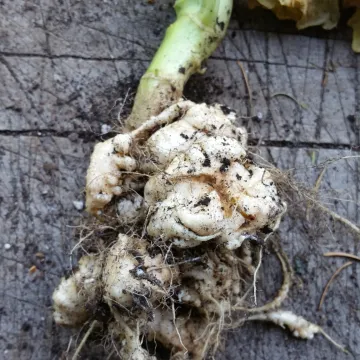 Clubroot