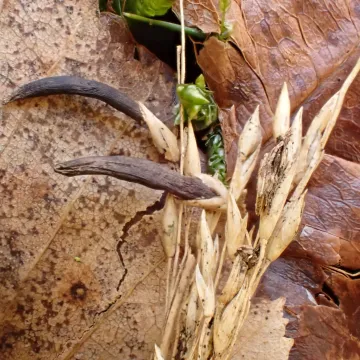Ergot
