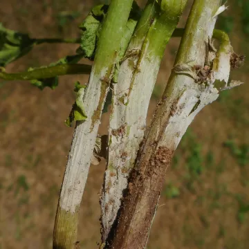 Rhizoctonia damping off