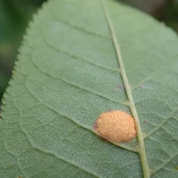 Red leaf blotch