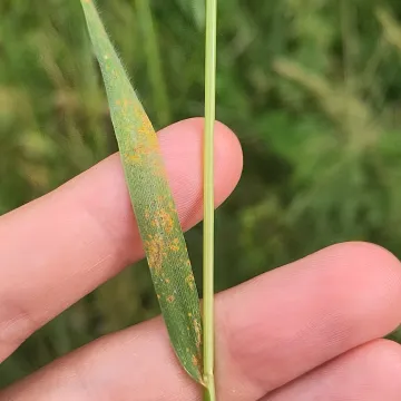 Barley leaf rust