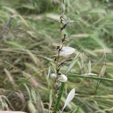 Loose smut of oats