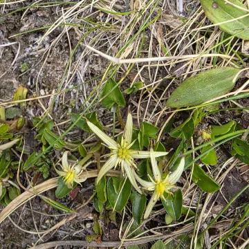 Caltha