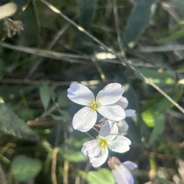 Cardamine