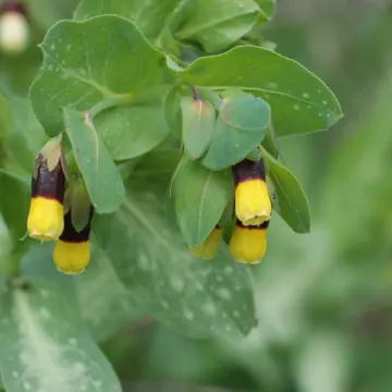 Cerinthe