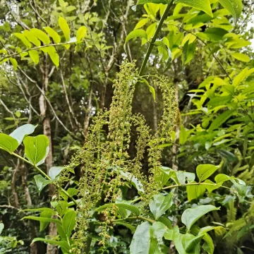 Coriaria