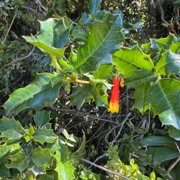 Desfontainia