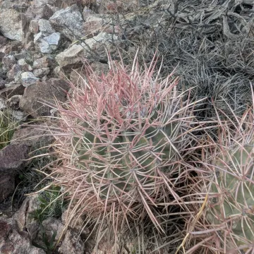 Echinocactus