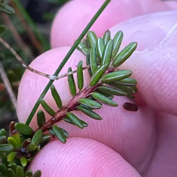 Empetrum