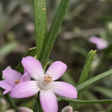 Eriostemon