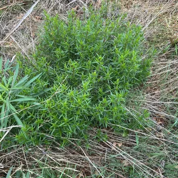 Pycnanthemum