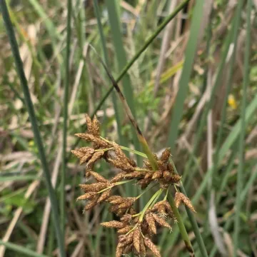 Schoenoplectus