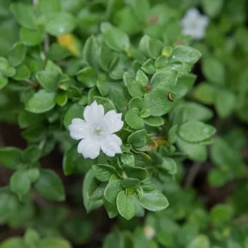 Serissa