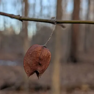 Staphylea